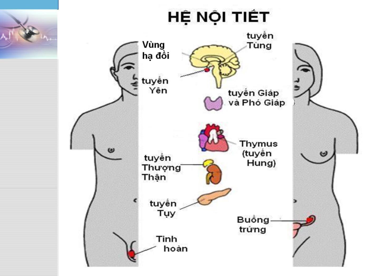 Bài giảng Hệ nội tiết - Lê Quốc Tuấn trang 8