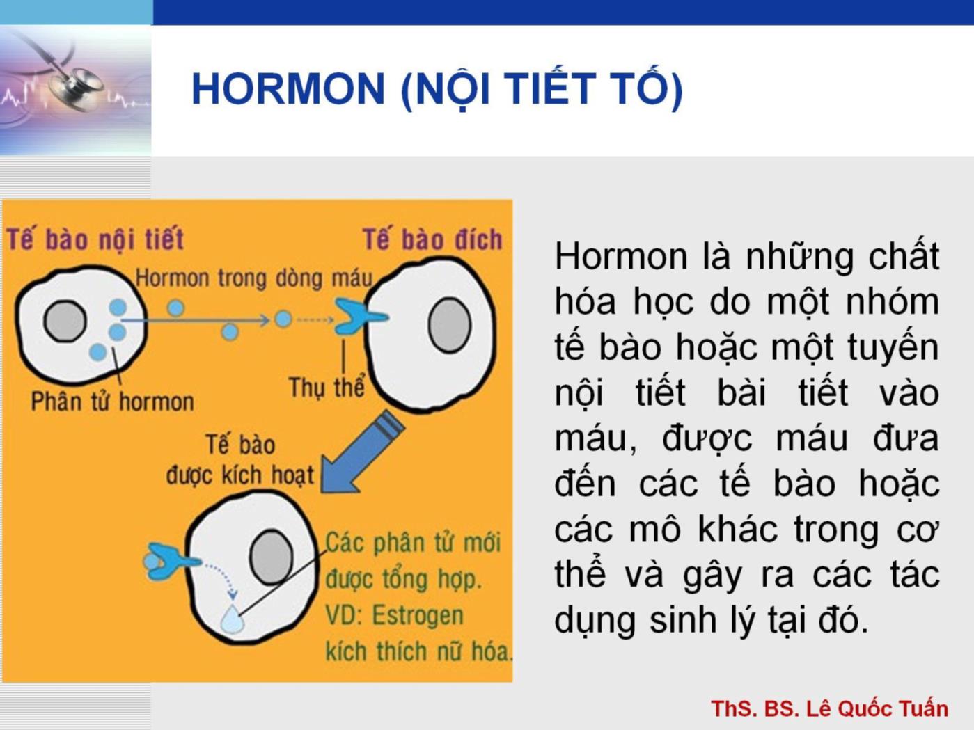 Bài giảng Hệ nội tiết - Lê Quốc Tuấn trang 9