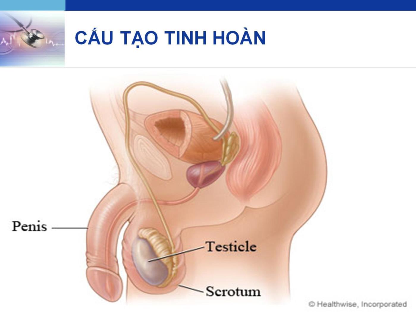 Bài giảng Hệ sinh sản - Lê Quốc Tuấn trang 6