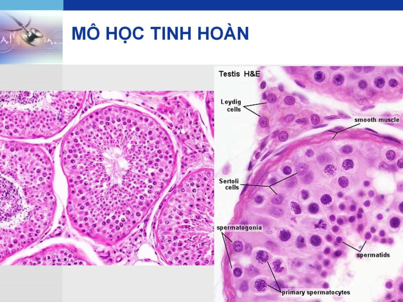 Bài giảng Hệ sinh sản - Lê Quốc Tuấn trang 8