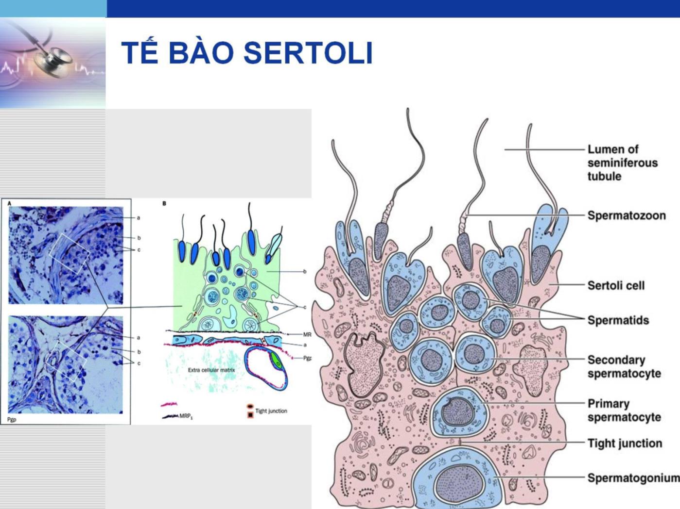 Bài giảng Hệ sinh sản - Lê Quốc Tuấn trang 9