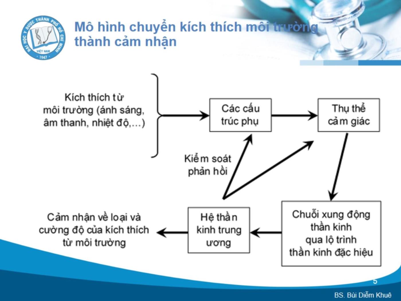 Bài giảng Sinh lý giác quan - Bùi Diễm Khuê trang 5