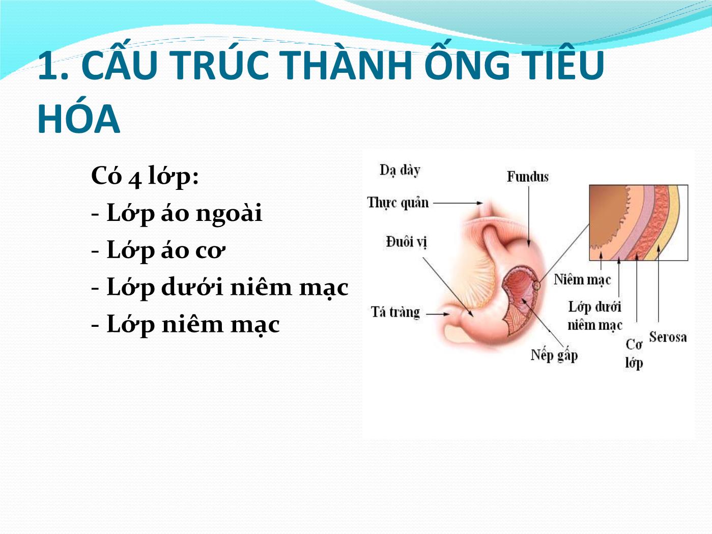 Bài giảng Giải phẫu & sinh lý hệ tiêu hóa - Huỳnh Thị Minh Tâm trang 10