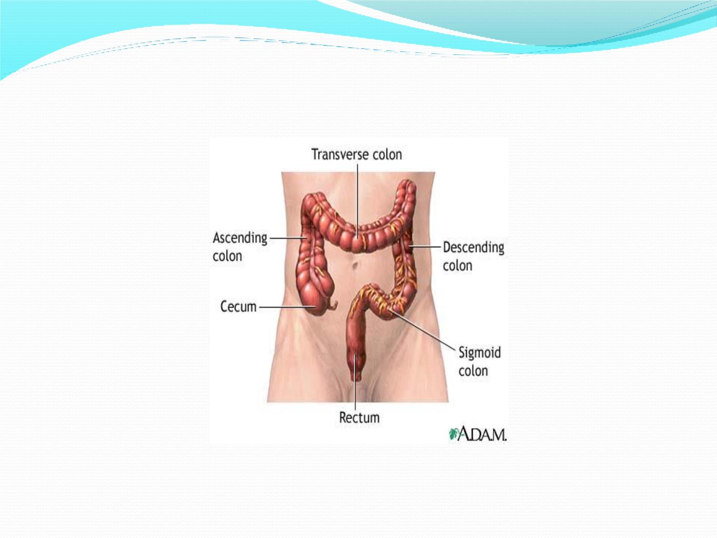 Bài giảng Giải phẫu & sinh lý hệ tiêu hóa - Huỳnh Thị Minh Tâm trang 4