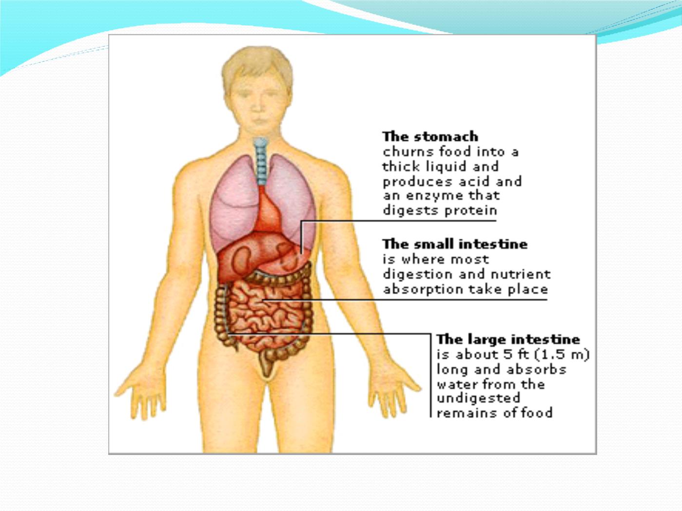 Bài giảng Giải phẫu & sinh lý hệ tiêu hóa - Huỳnh Thị Minh Tâm trang 5