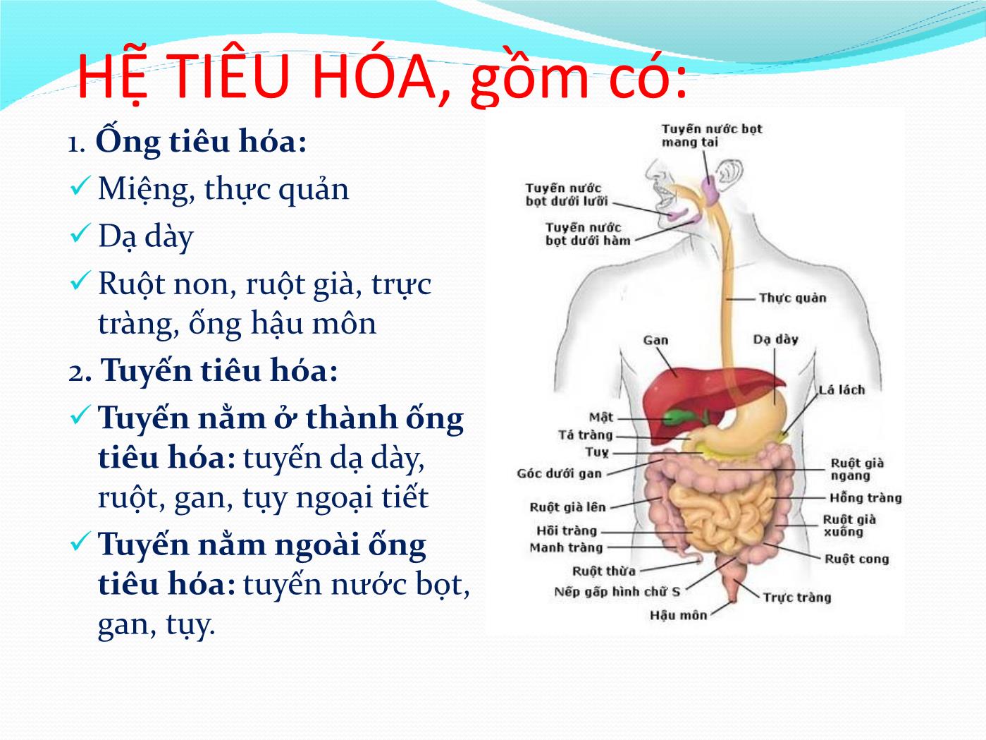 Bài giảng Giải phẫu & sinh lý hệ tiêu hóa - Huỳnh Thị Minh Tâm trang 8