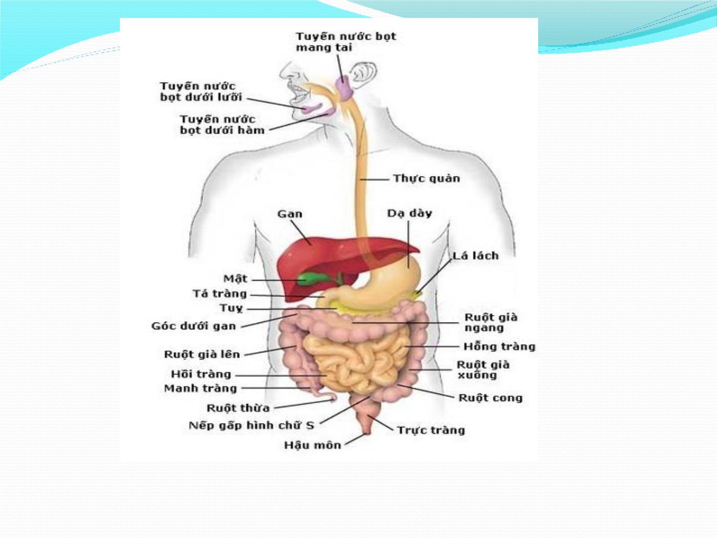 Bài giảng Giải phẫu & sinh lý hệ tiêu hóa - Huỳnh Thị Minh Tâm trang 9