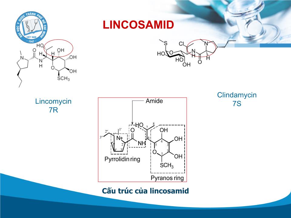 Kháng sinh Lincosamid - Trần Thành Đạo trang 4
