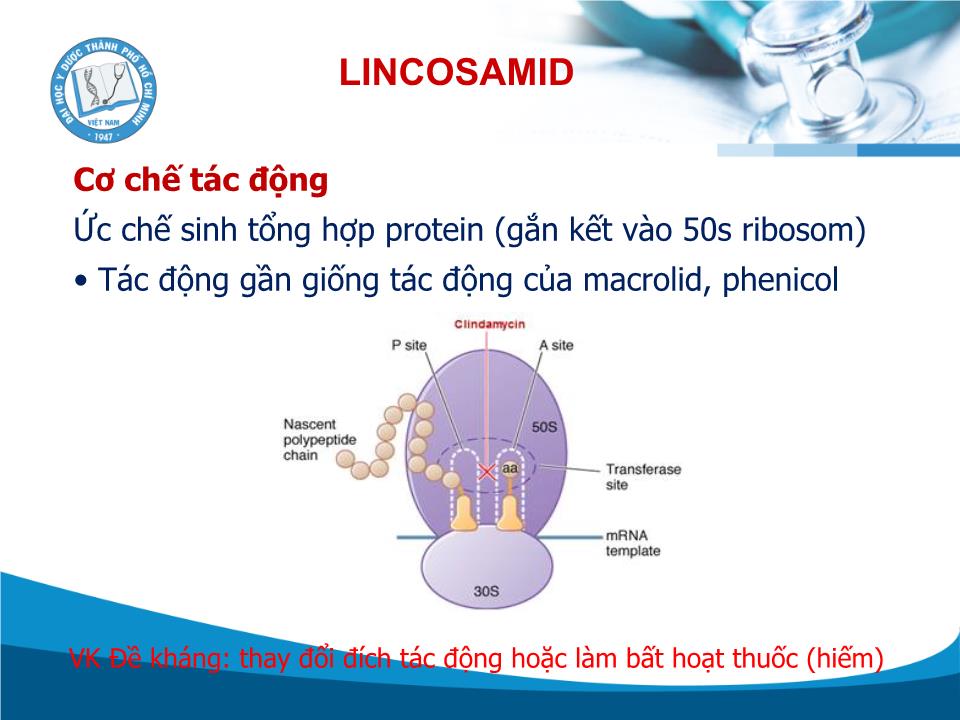 Kháng sinh Lincosamid - Trần Thành Đạo trang 9