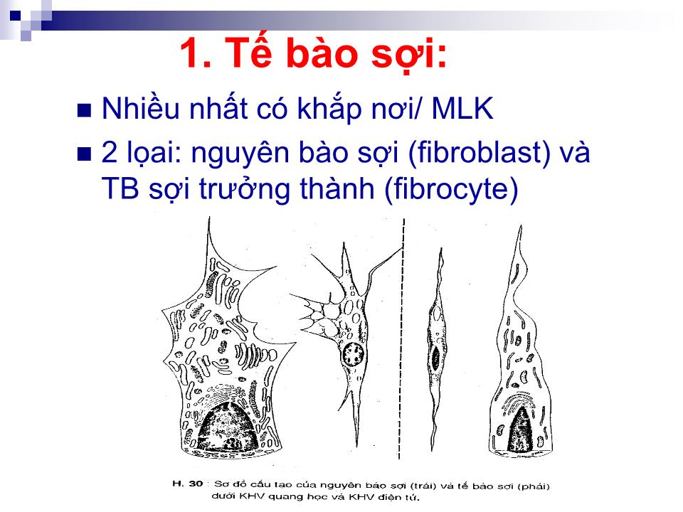 Bài giảng Mô liên kết - Trần Kim Thương trang 5