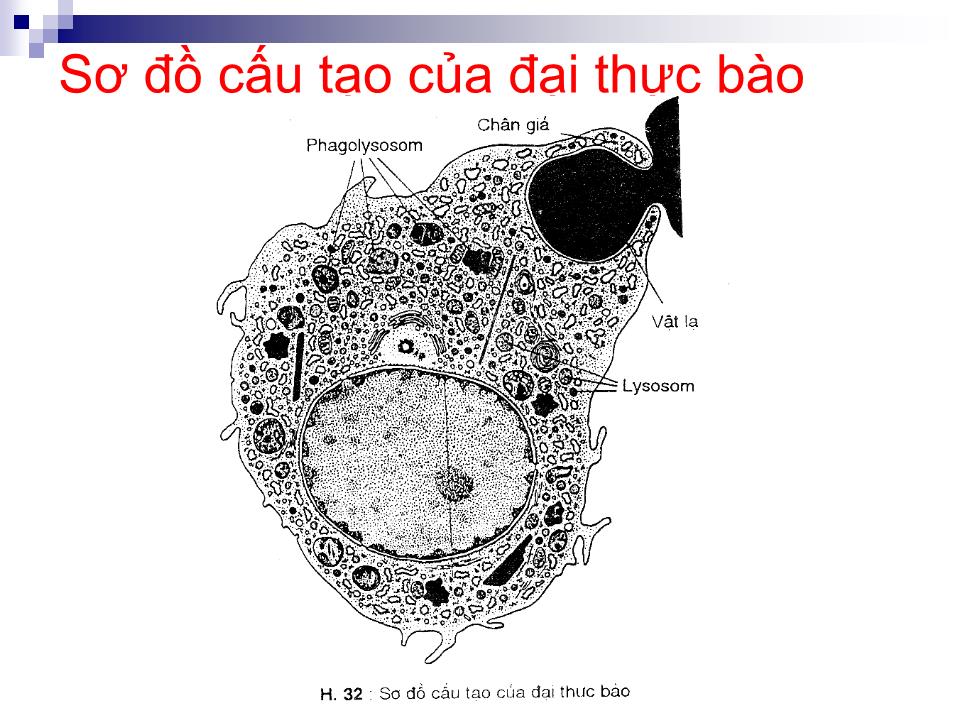 Bài giảng Mô liên kết - Trần Kim Thương trang 9