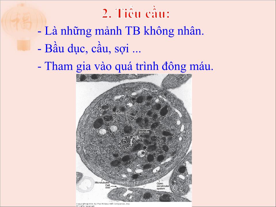 Bài giảng Mô máu và bạch huyết - Trần Kim Thương trang 9