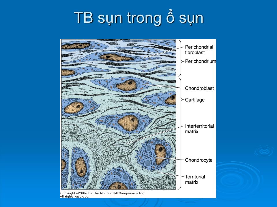 Bài giảng Mô sun - Trần Kim Thương trang 4