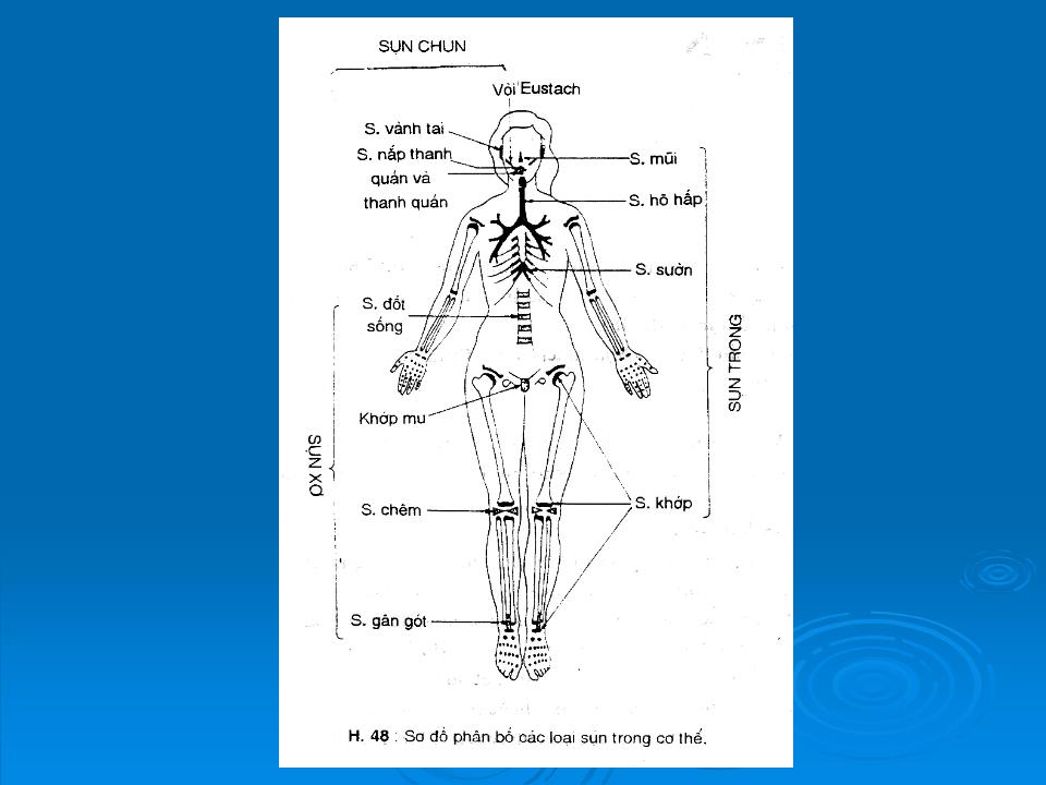 Bài giảng Mô sun - Trần Kim Thương trang 6