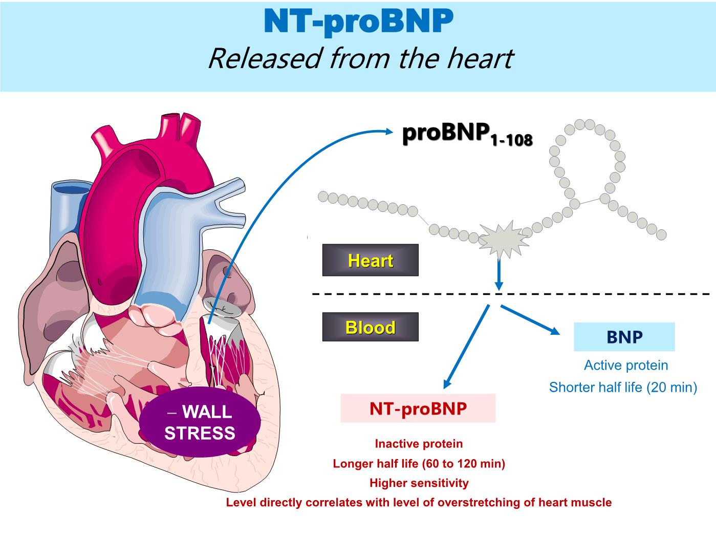 Ứng dụng NT-proBNP trong chẩn đoán suy tim - Hồ Thượng Dũng trang 4