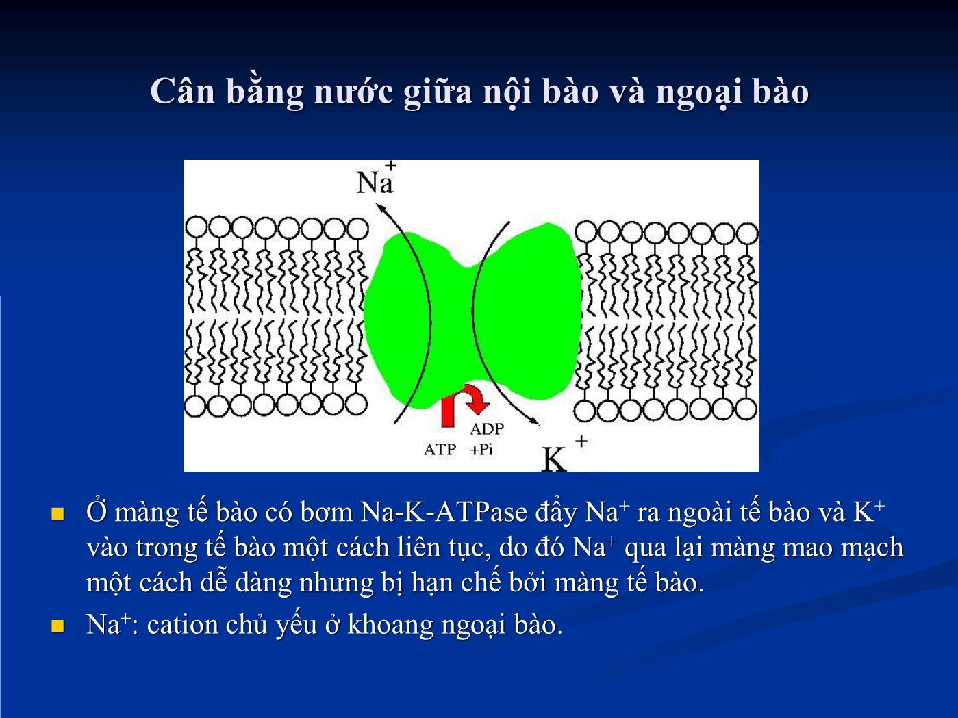 Bài giảng Sử dụng dịch truyền để tăng thể tích tuần hoàn - Hồ Huỳnh Quang Trí trang 6