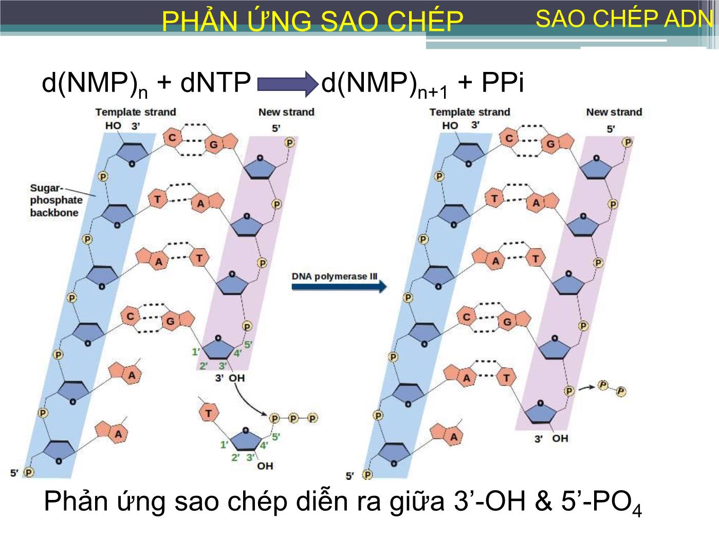 Bài giảng Sự sao chép ADN - Nguyễn Thanh Tố Nhi trang 10