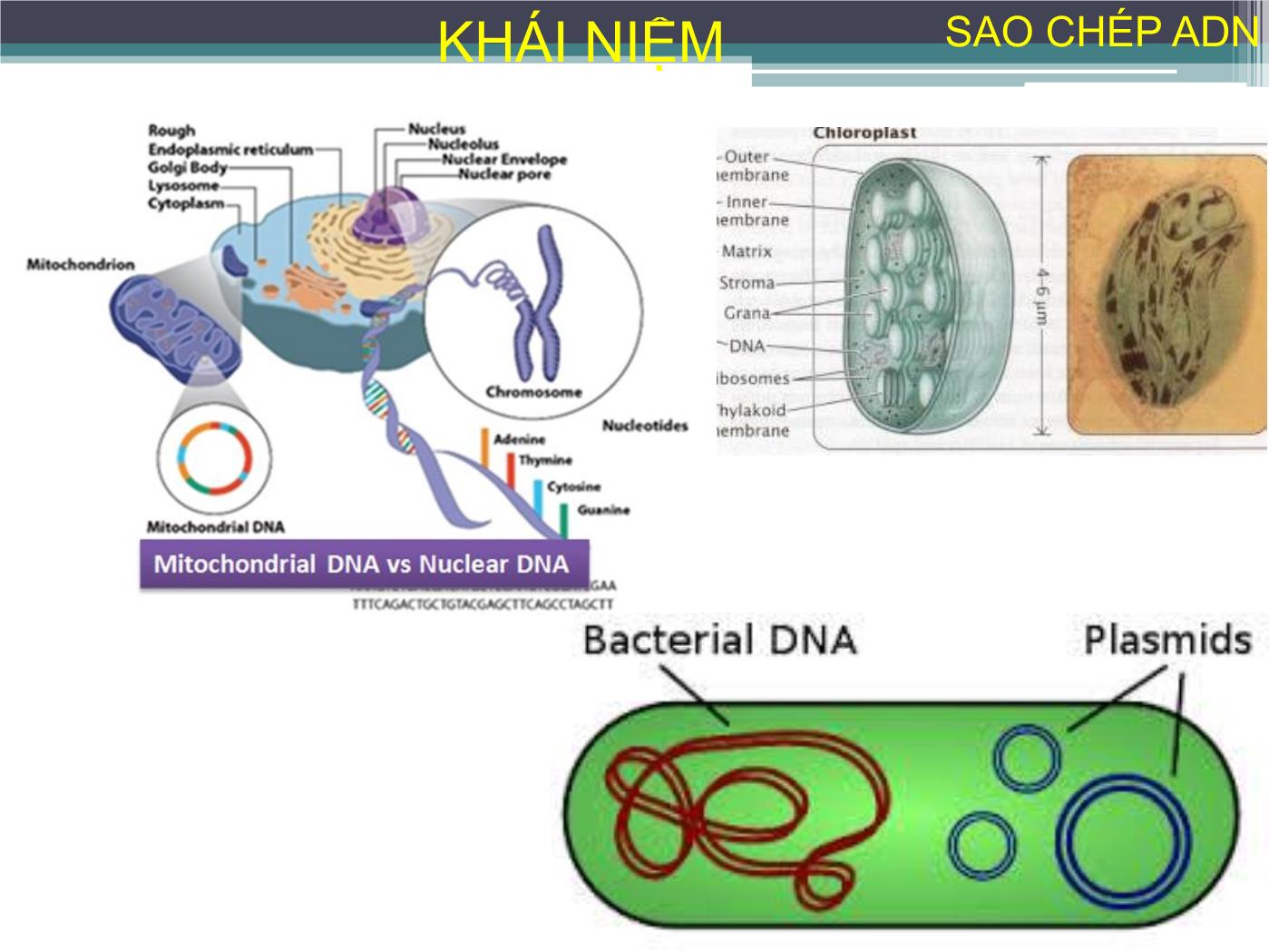 Bài giảng Sự sao chép ADN - Nguyễn Thanh Tố Nhi trang 5