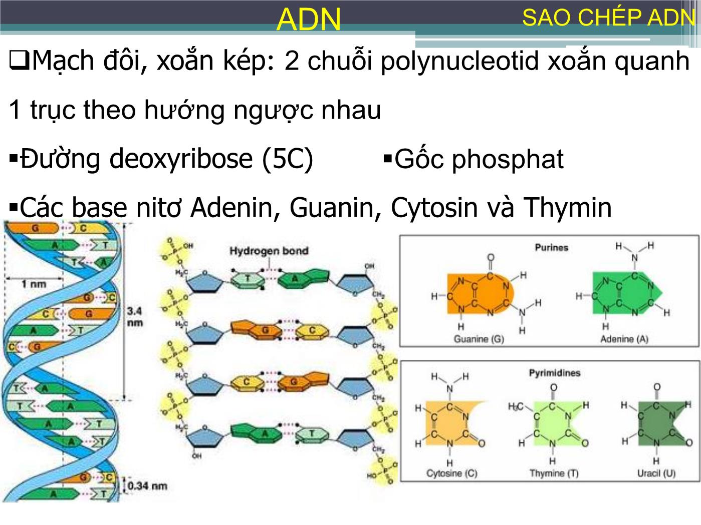 Bài giảng Sự sao chép ADN - Nguyễn Thanh Tố Nhi trang 6