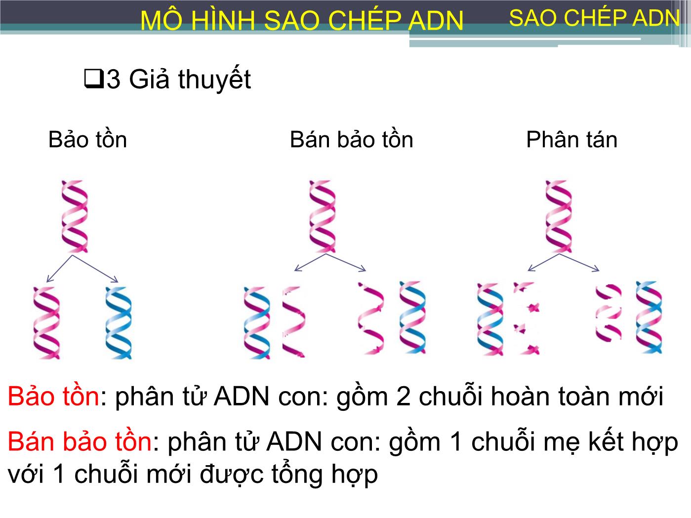 Bài giảng Sự sao chép ADN - Nguyễn Thanh Tố Nhi trang 8