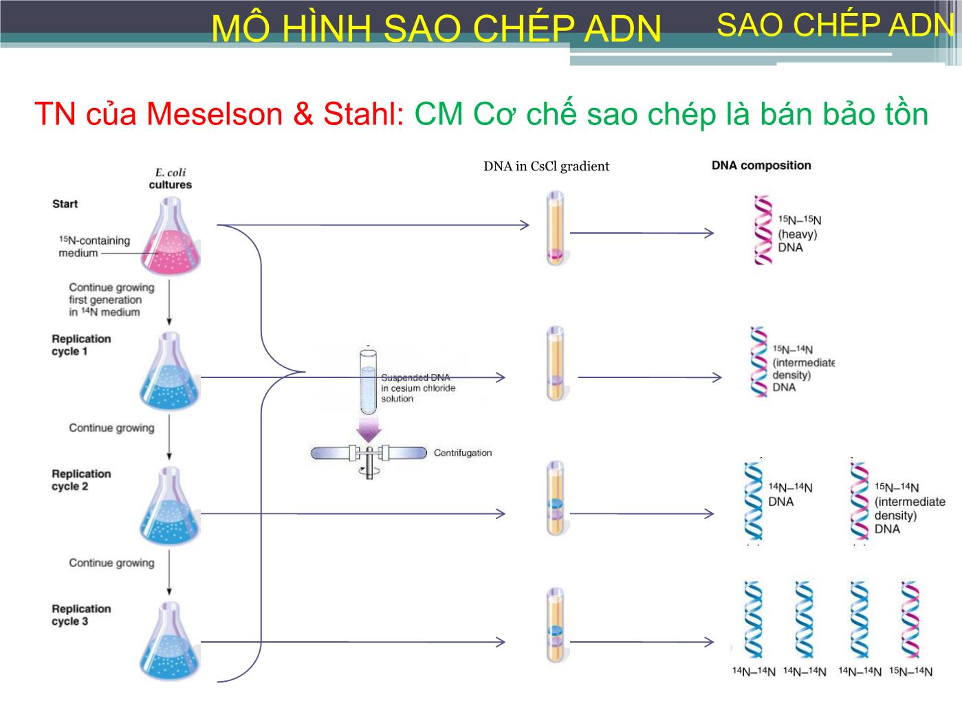 Bài giảng Sự sao chép ADN - Nguyễn Thanh Tố Nhi trang 9