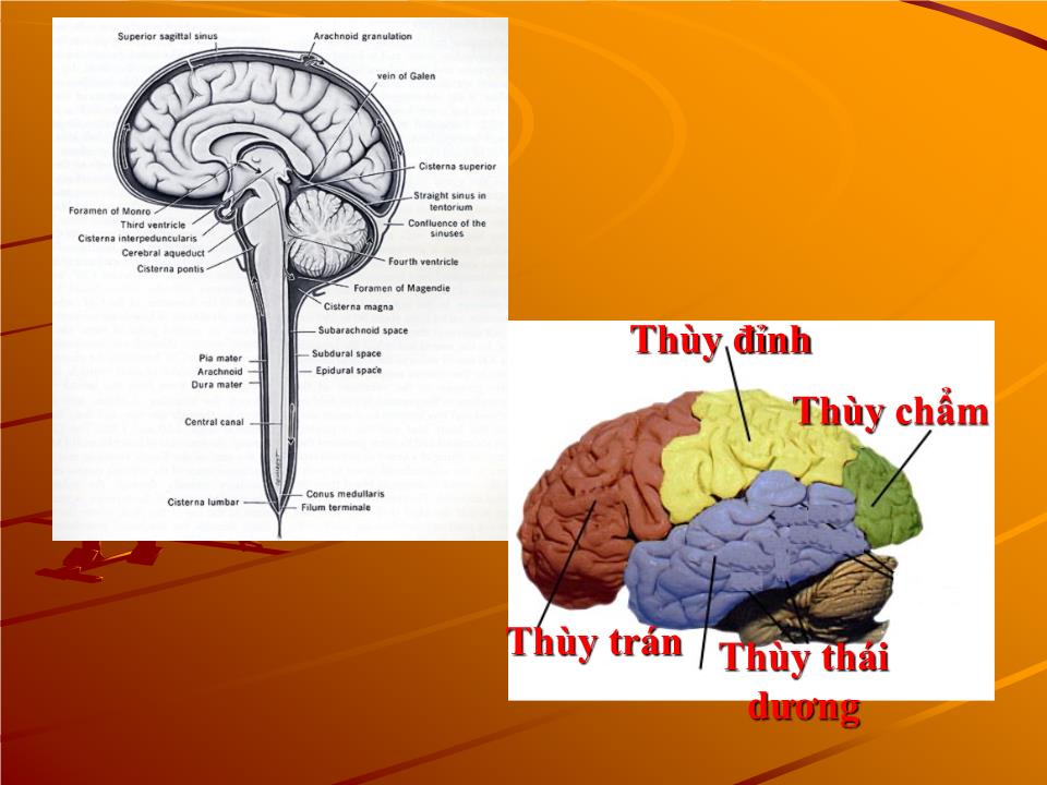 Bài giảng Sinh lý cảm giác - Nguyễn Trung Kiên trang 3