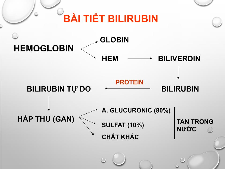 Bài giảng Sinh lý gan - Nguyễn Hồng Hà trang 10