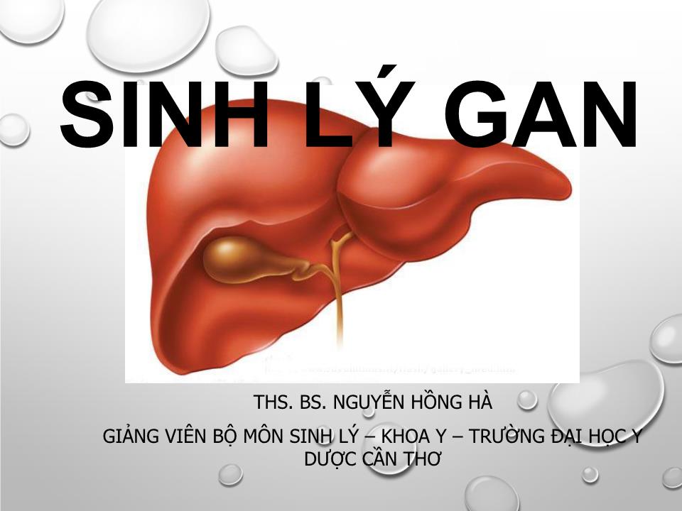 Bài giảng Sinh lý gan - Nguyễn Hồng Hà trang 1