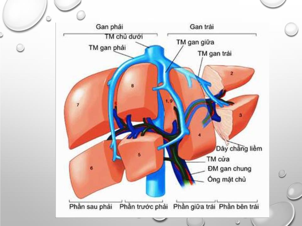 Bài giảng Sinh lý gan - Nguyễn Hồng Hà trang 3