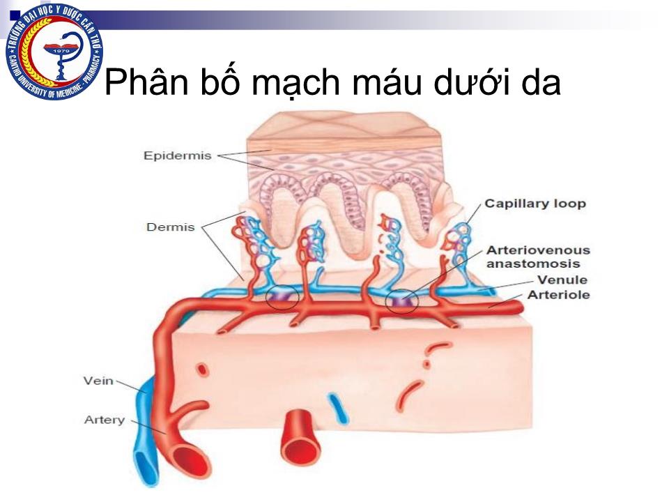 Bài giảng Sinh lý hệ mạch - Nguyễn Hồng Hà trang 10