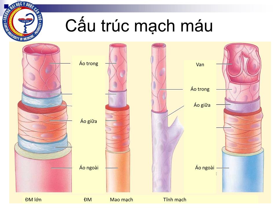 Bài giảng Sinh lý hệ mạch - Nguyễn Hồng Hà trang 7