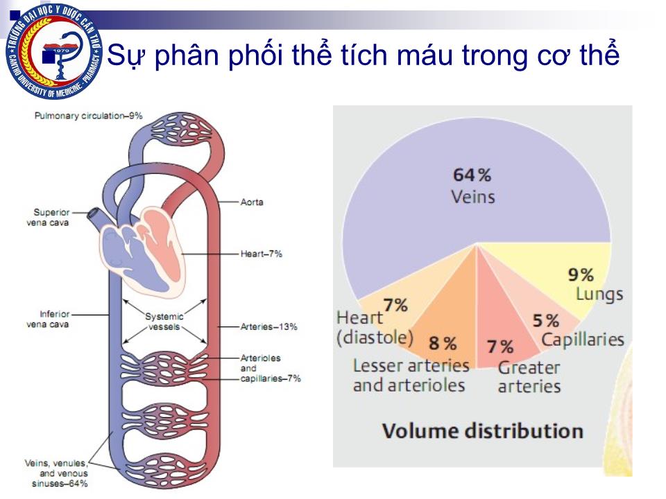 Bài giảng Sinh lý hệ mạch - Nguyễn Hồng Hà trang 8