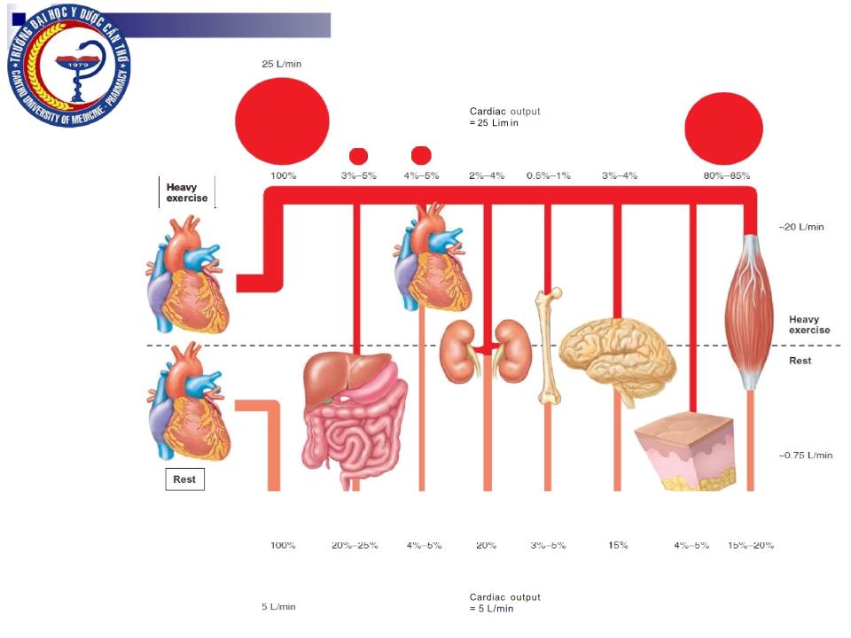 Bài giảng Sinh lý hệ mạch - Nguyễn Hồng Hà trang 9