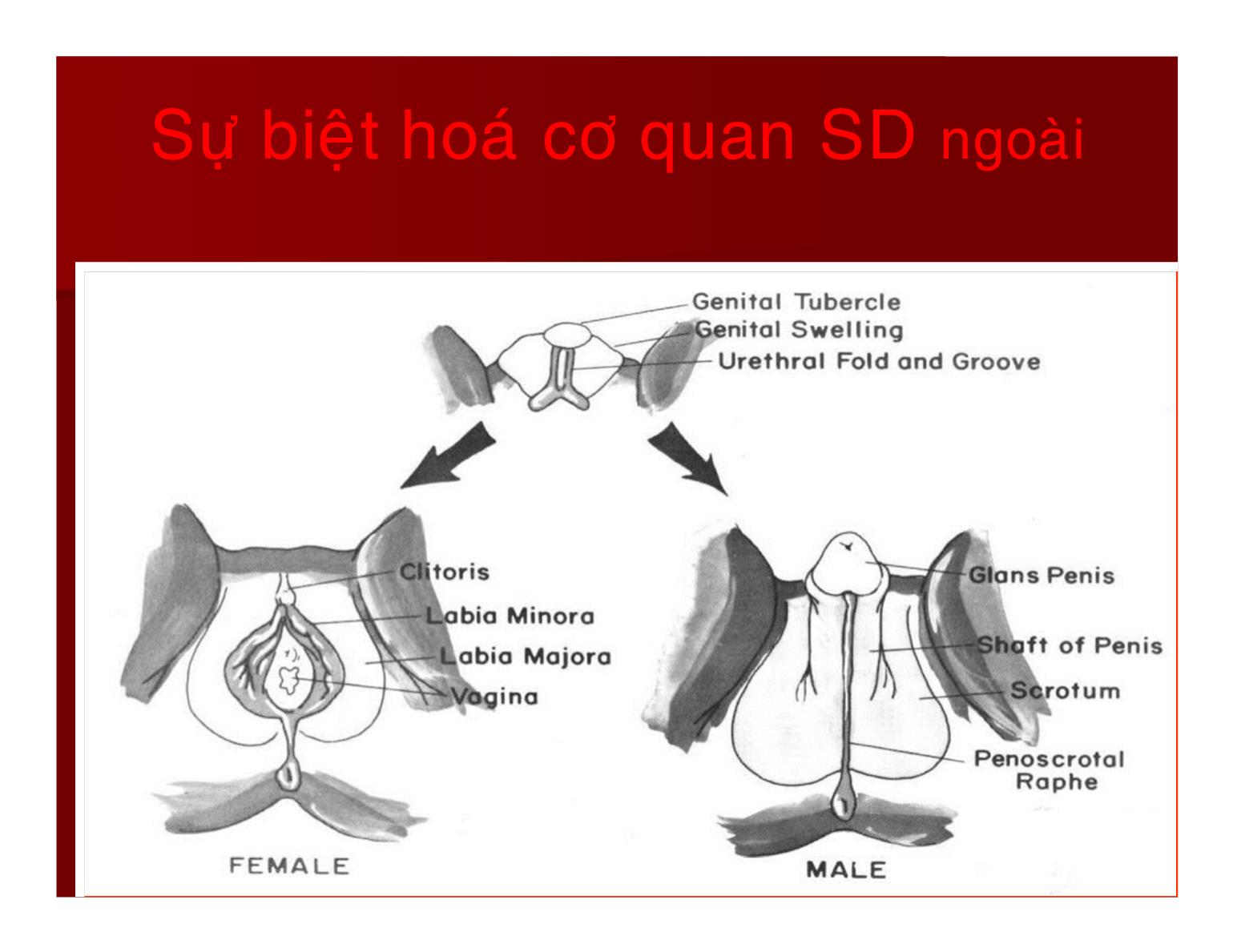 Bài giảng Sinh lý hệ sinh sản - Nguyễn Phúc Hậu trang 10