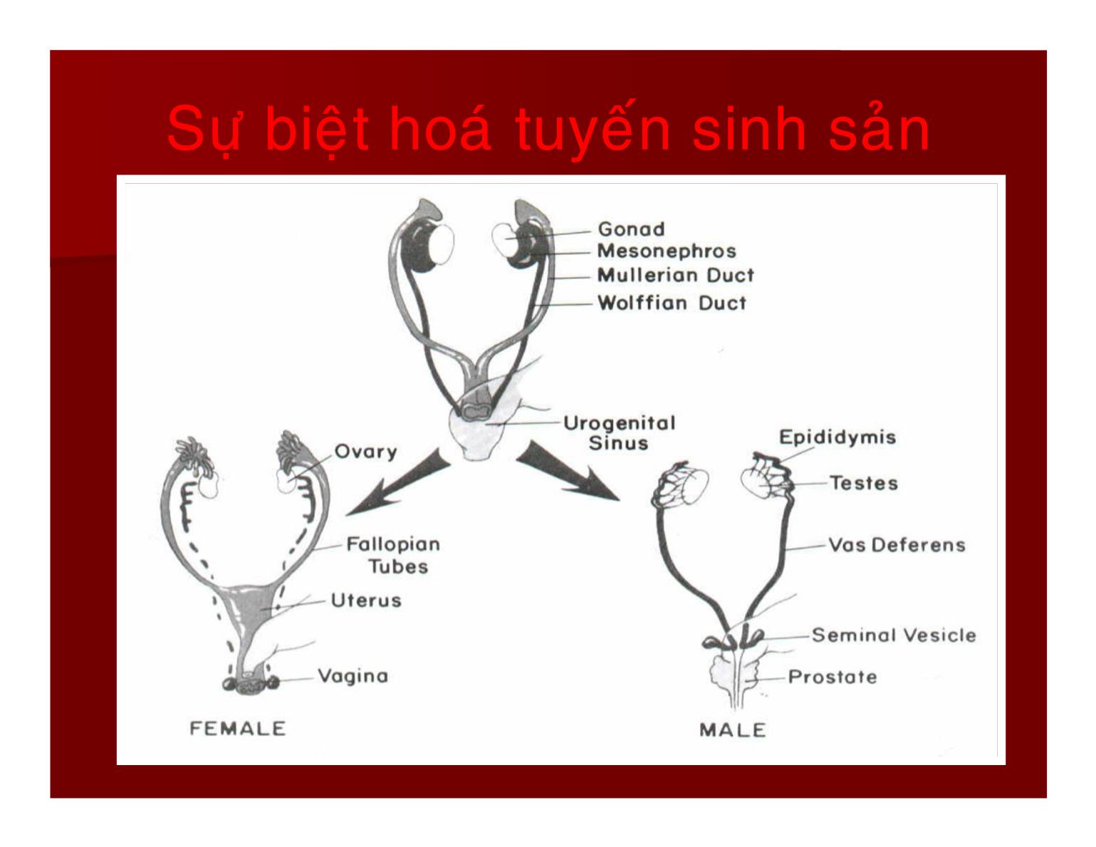 Bài giảng Sinh lý hệ sinh sản - Nguyễn Phúc Hậu trang 9