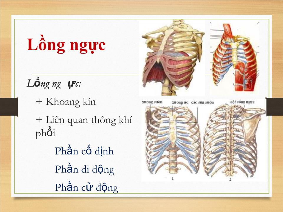 Bài giảng Sinh lý hệ hô hấp - Phạm Hoàng Khánh trang 4