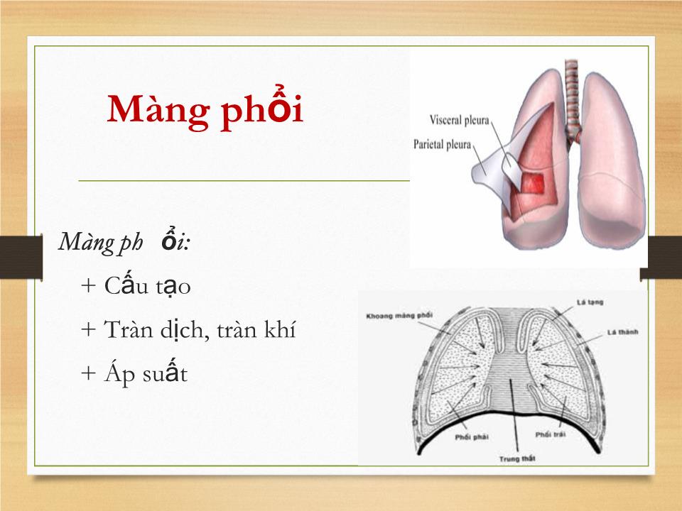 Bài giảng Sinh lý hệ hô hấp - Phạm Hoàng Khánh trang 5