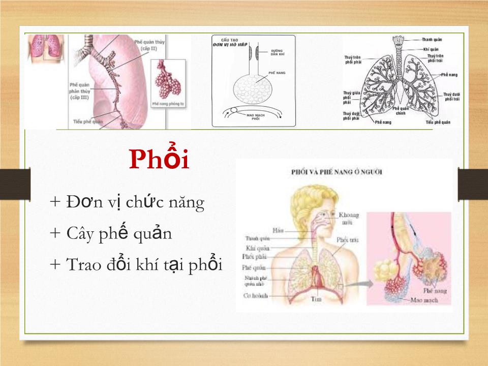 Bài giảng Sinh lý hệ hô hấp - Phạm Hoàng Khánh trang 6