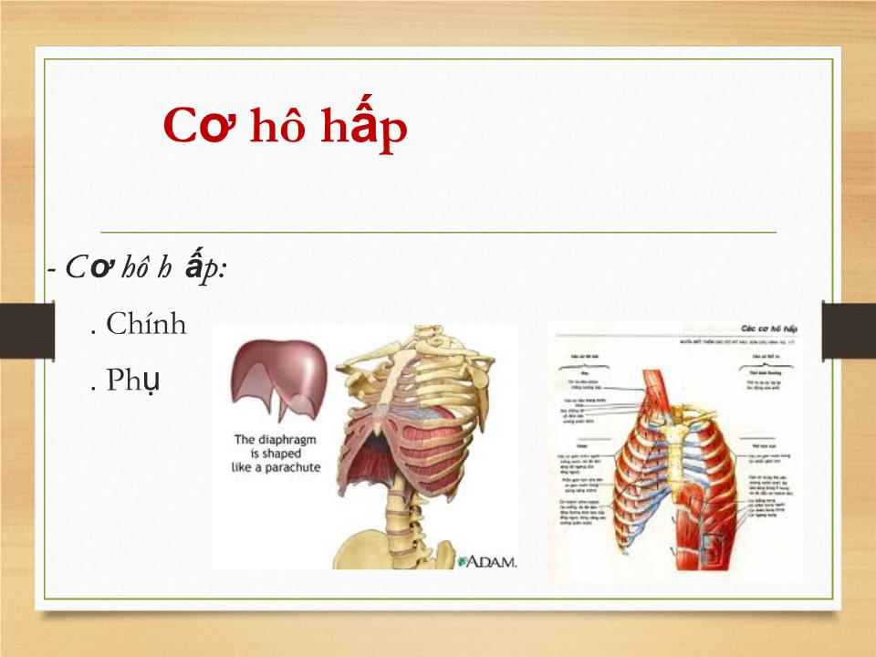 Bài giảng Sinh lý hệ hô hấp - Phạm Hoàng Khánh trang 7