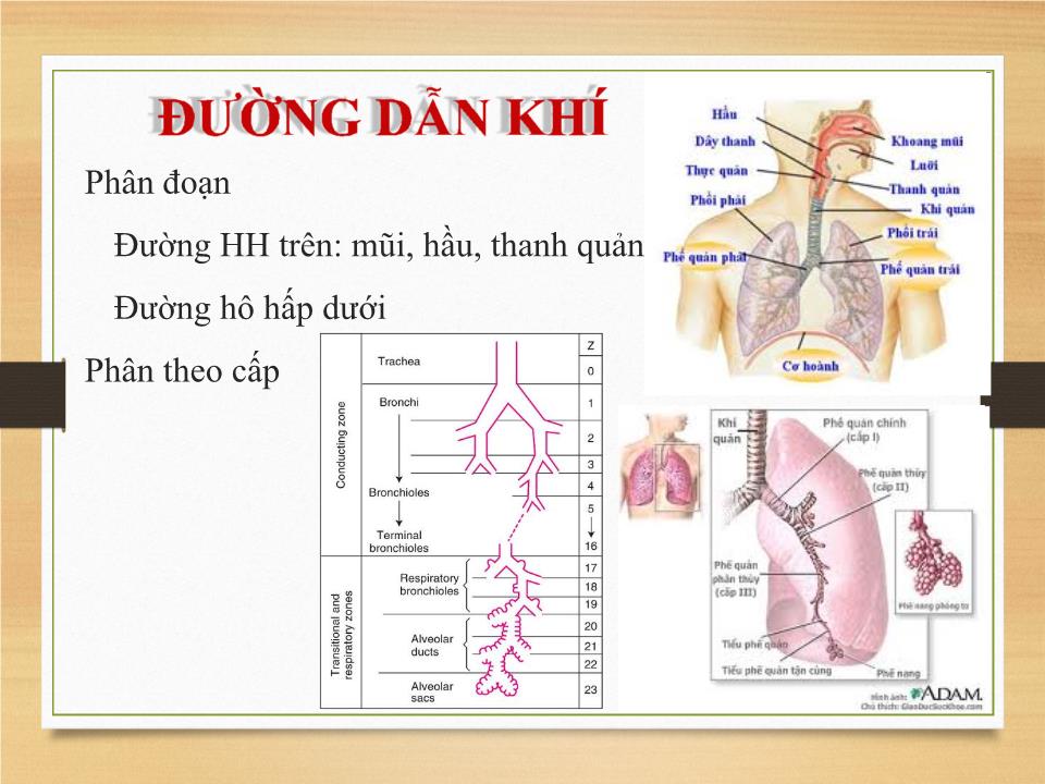 Bài giảng Sinh lý hệ hô hấp - Phạm Hoàng Khánh trang 8