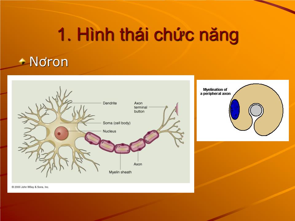 Bài giảng Sinh lý thần kinh - Nguyễn Trung Kiên trang 4