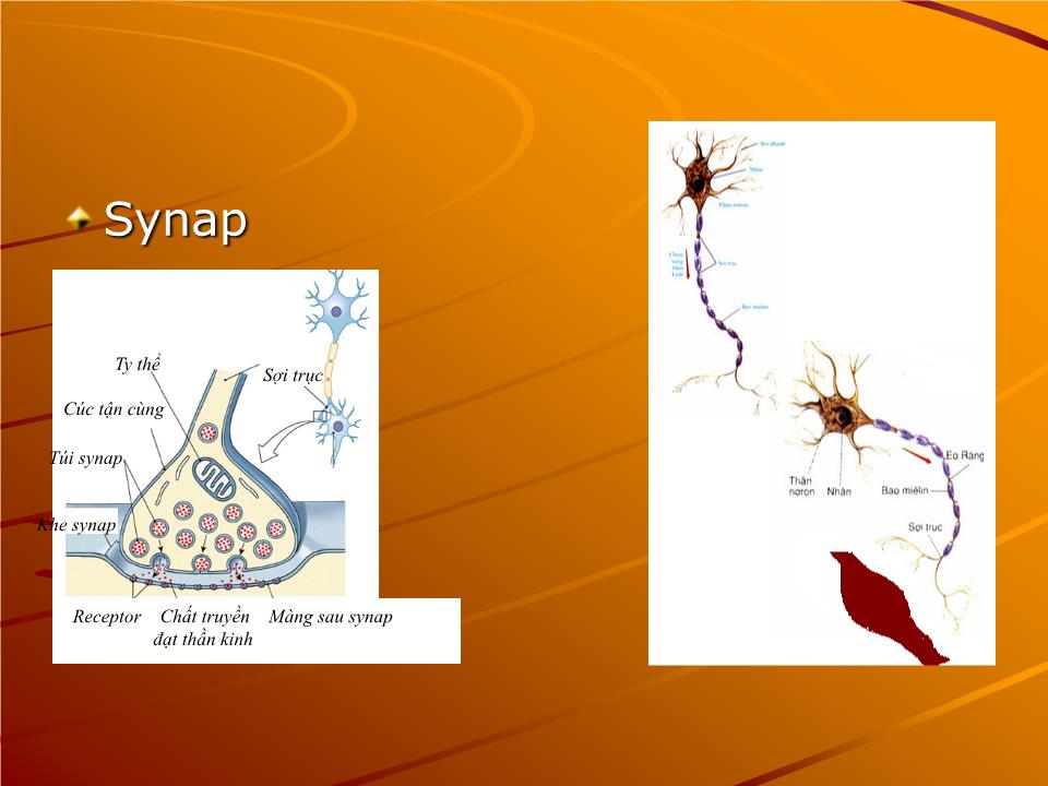 Bài giảng Sinh lý thần kinh - Nguyễn Trung Kiên trang 5