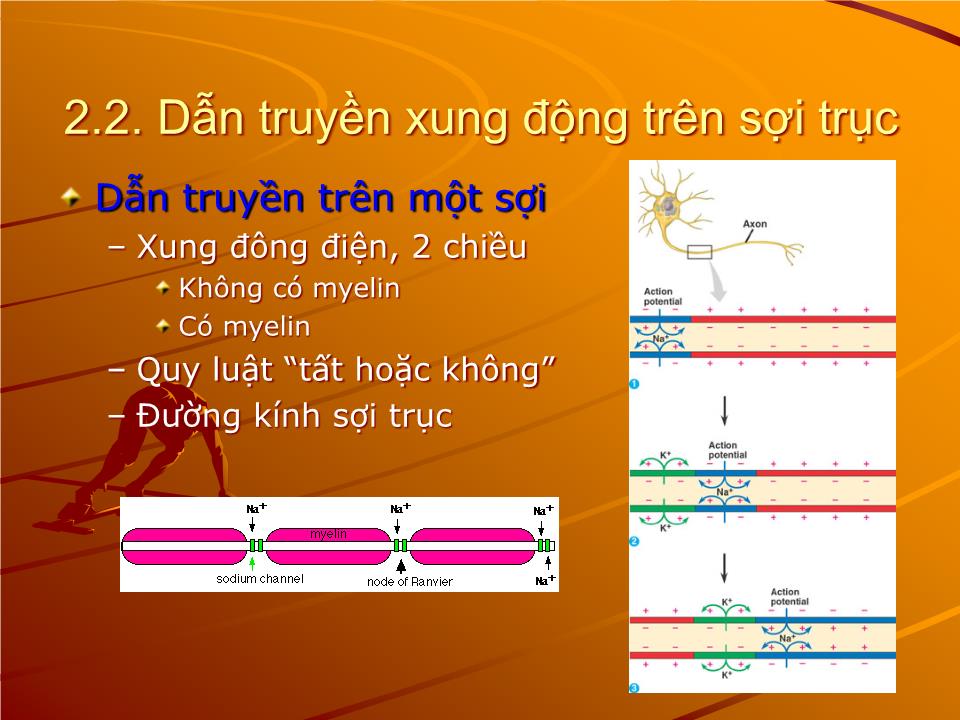 Bài giảng Sinh lý thần kinh - Nguyễn Trung Kiên trang 8