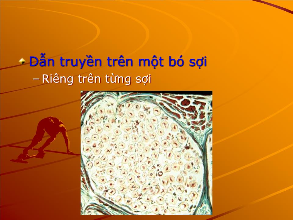 Bài giảng Sinh lý thần kinh - Nguyễn Trung Kiên trang 9