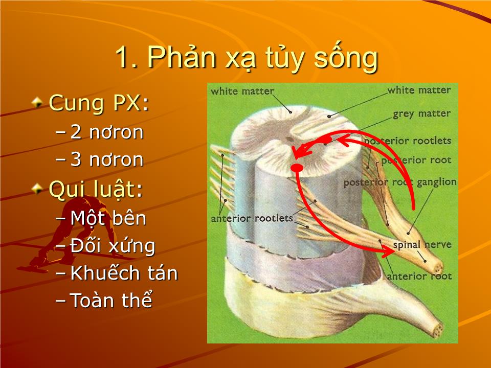 Bài giảng Sinh lý phản xạ - Nguyễn Trung Kiên trang 3