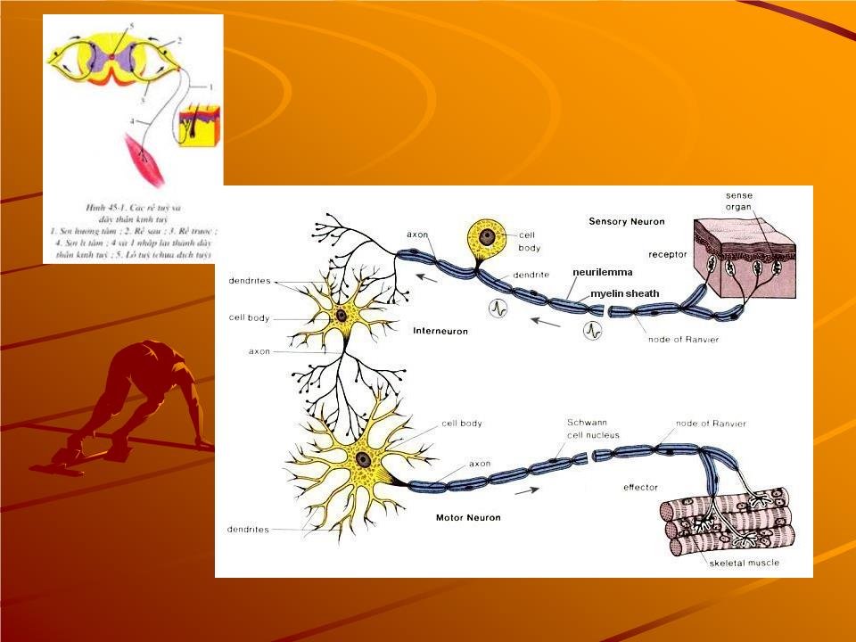 Bài giảng Sinh lý phản xạ - Nguyễn Trung Kiên trang 4