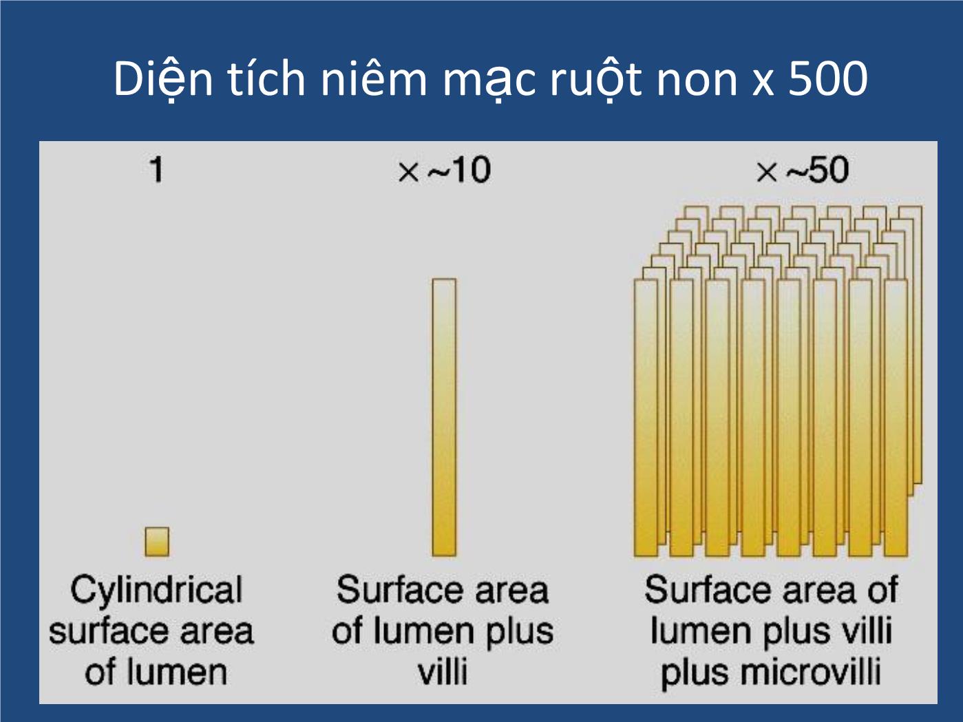 Bài giảng Sinh lý tiêu hóa - Nguyễn Xuân Cẩm Huyên trang 10