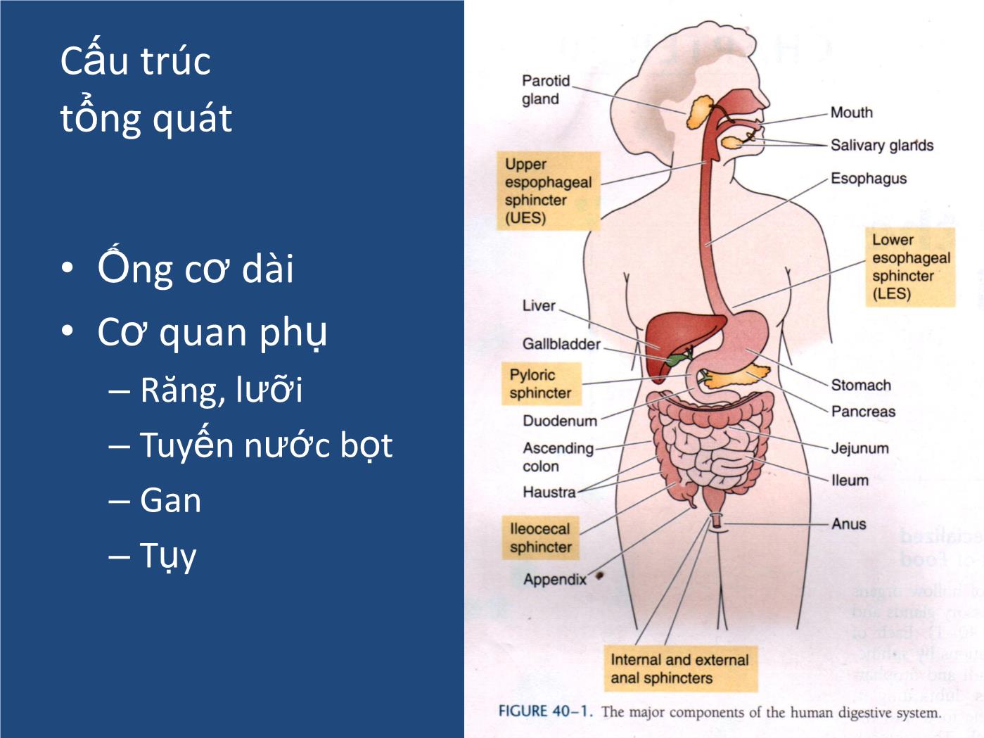 Bài giảng Sinh lý tiêu hóa - Nguyễn Xuân Cẩm Huyên trang 3