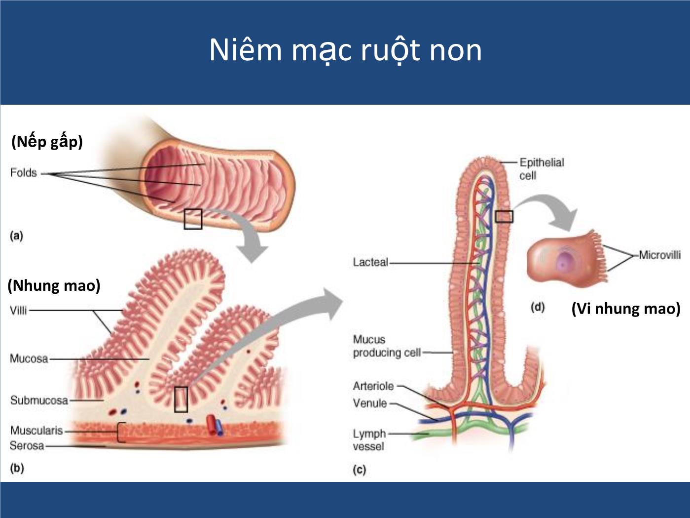 Bài giảng Sinh lý tiêu hóa - Nguyễn Xuân Cẩm Huyên trang 8