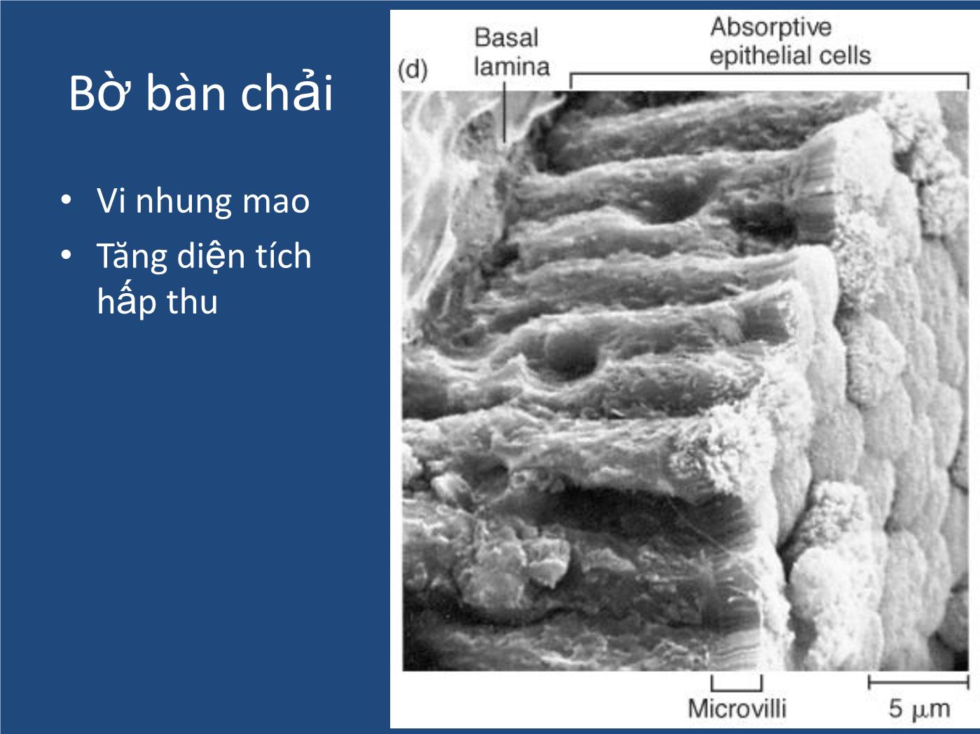 Bài giảng Sinh lý tiêu hóa - Nguyễn Xuân Cẩm Huyên trang 9